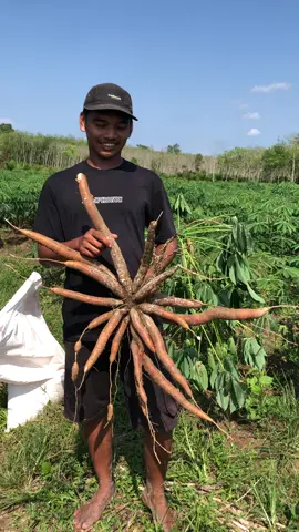 Sudah harga anjlok di tambah jamur menyerang 😂 #petanimuda #petani #singkong #petaniindonesia🇮🇩🇮🇩🇮🇩🌿🌿 #petanimilenial 