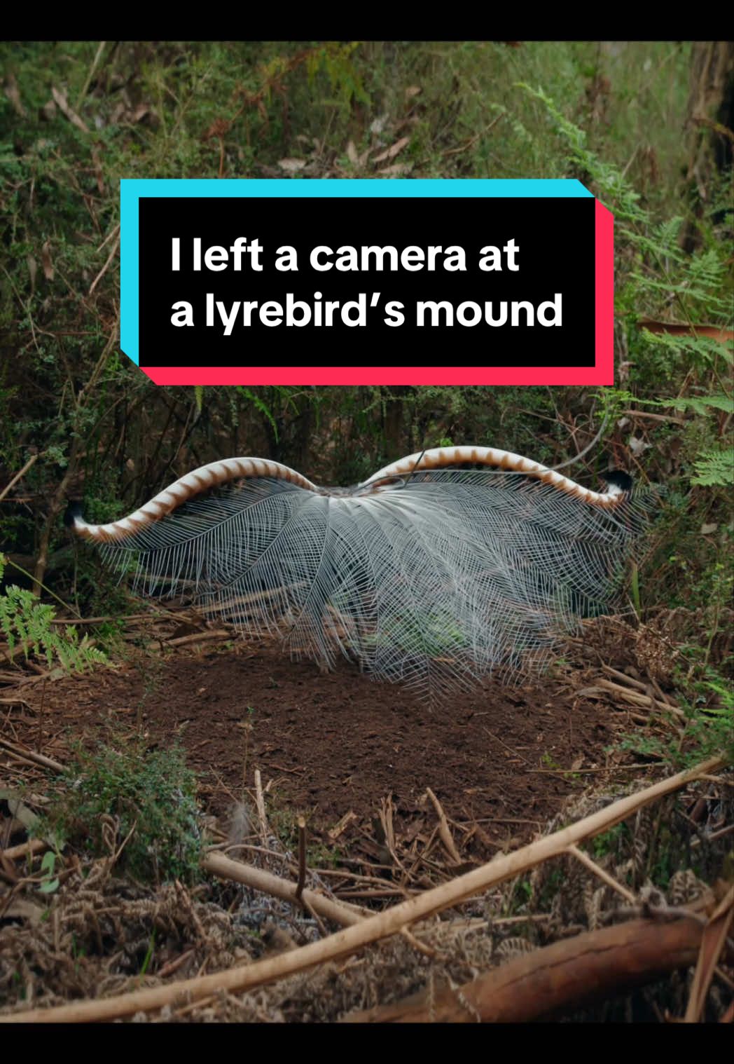 In pursuit of capturing a very specific behaviour, I’ve been leaving my cinema camera at this lyrebird mound for 4 hours every morning.  So far I haven’t captured what I’m looking for but I did get this 12 minute performance from a mature male (condensed to 40 seconds). Let me know if you want the full 12 minutes posted elsewhere 🙌🏼 #lyrebird #superblyrebird #bird #australia 