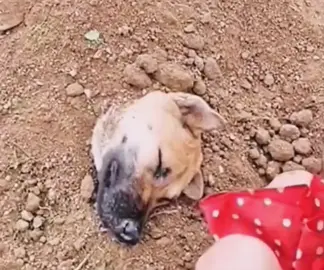 😂😂😂#dog #pet 