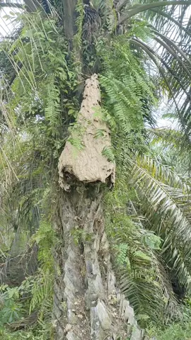 Hancur buah itu..😂🤣😂