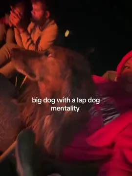be doing too much sometimes #fyp #lapdog #bigdog #dog 