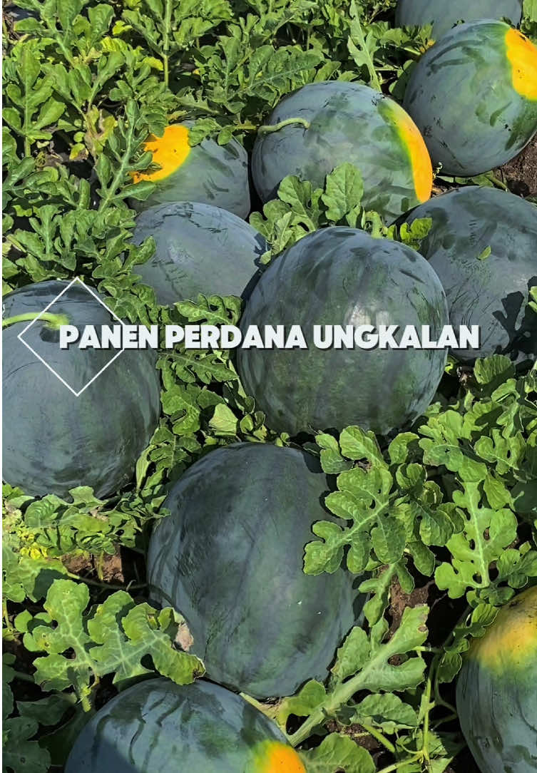 Semangka madrid 🤩 #petaniindonesia🇮🇩🇮🇩🇮🇩🌿🌿 #petani #fupシforyou #jember #panenbuah #petanimuda 