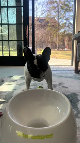 this dog ball launcher is such a fun way to entertain your pups! #frenchbulldog #frenchies #interactivedogtoy #frenchiesoftiktok #funnydogs 