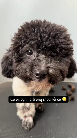 Khách ỉ.a lên bàn rồi cô 😆 #pet #thucung #poodle #chilldogs86 #fyp 