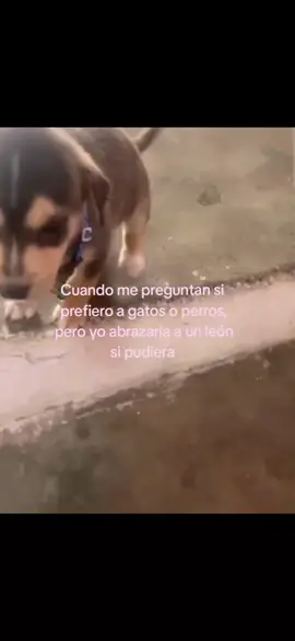 literalmente me ando saliendo mucho de lo que en realidad debo hacer 😭😭 #animales #amoranimal #paratii #abrazar #noflopplease I LOVE YOU LOS ANINALITOSS