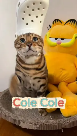 Kawaii 😹 #cat #catsoftiktok #cats #fyp #kucing 