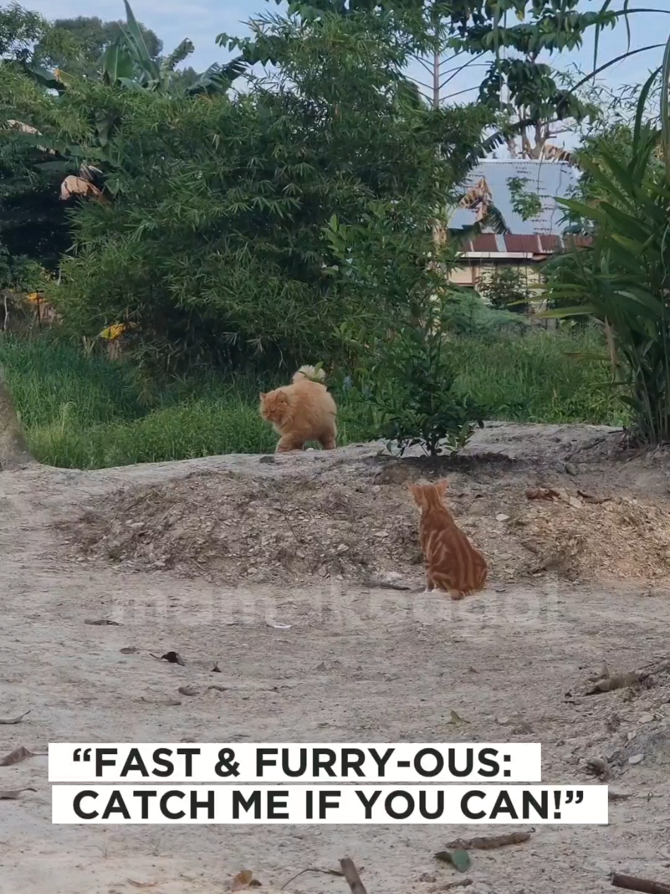 barong's on a mission 😼  #kucinglari #kucingracing 