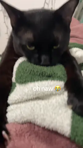 Bro can’t get enough of this blanket #notmycat 