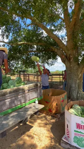 Well y’all , they are about GONE.🥹 Gathering up the last loads of the FAMOUS Smith County Watermelons.🍉 …AND yes, we will have some for the Meet & Greet!🙏🏻 #foryoupage #garnerboys #garnerfarms #smithcounty #watermelons 