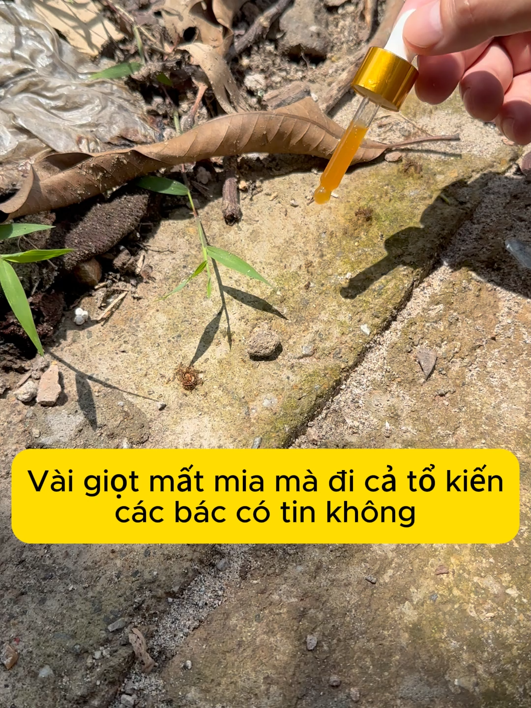 Diệt sạch kiển lửa chỉ với 50k #dietkien #dietkiengian #dietkiengiansinhhoc #xuhuong #fyp