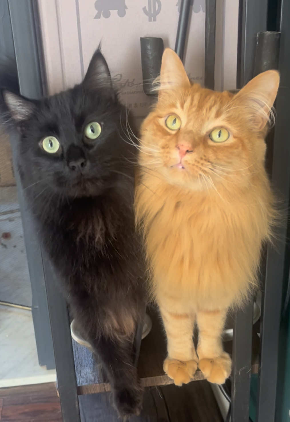 My perfect boys #richbecause #rescueanimals #cats #mainecoon #cuteanimals 