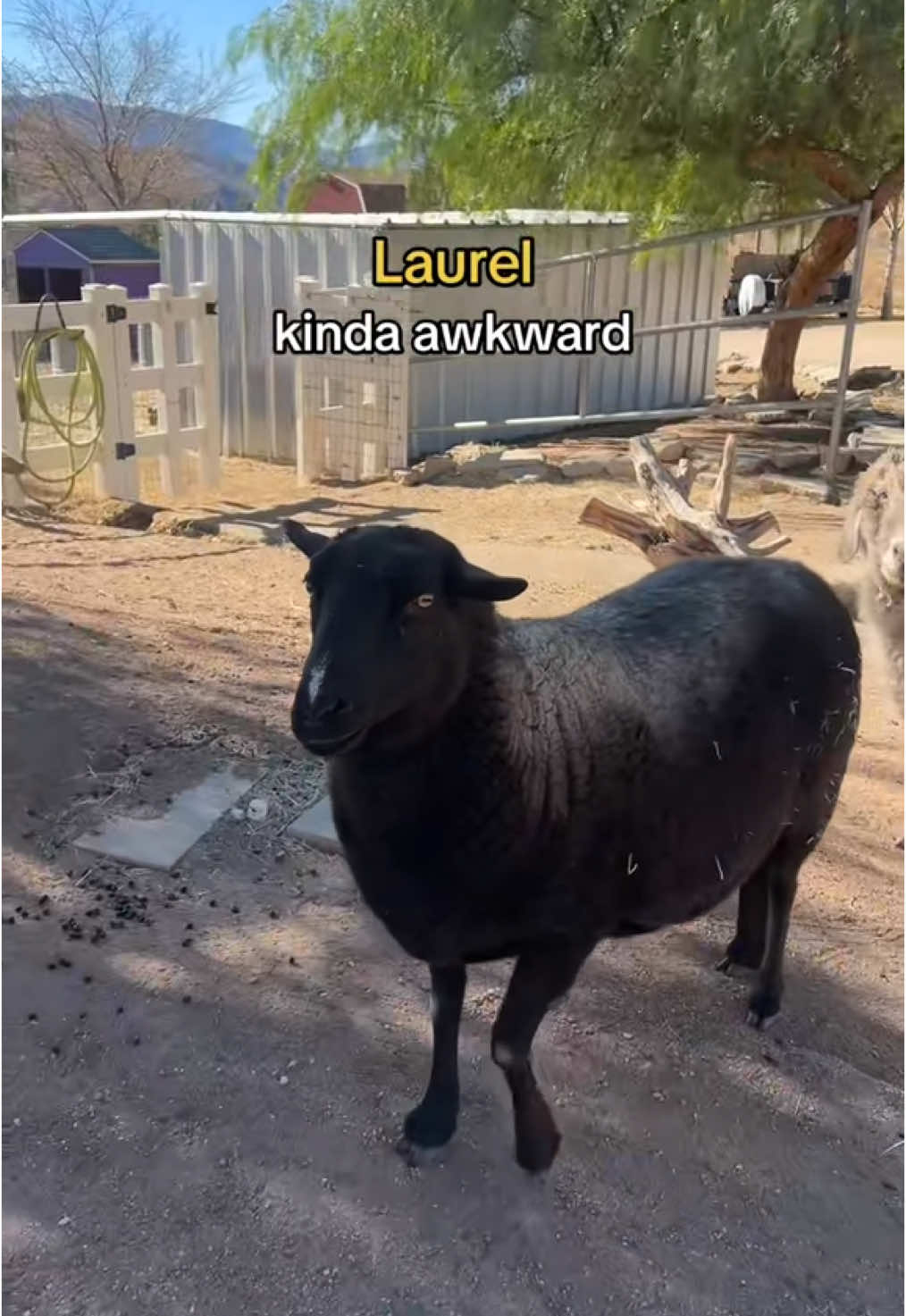 And we love them all so dearly 🥰💜 #animalsoftiktok #animalsanctuary #animals #animalsanctuarylife #goats #minidonkey #alpaca 