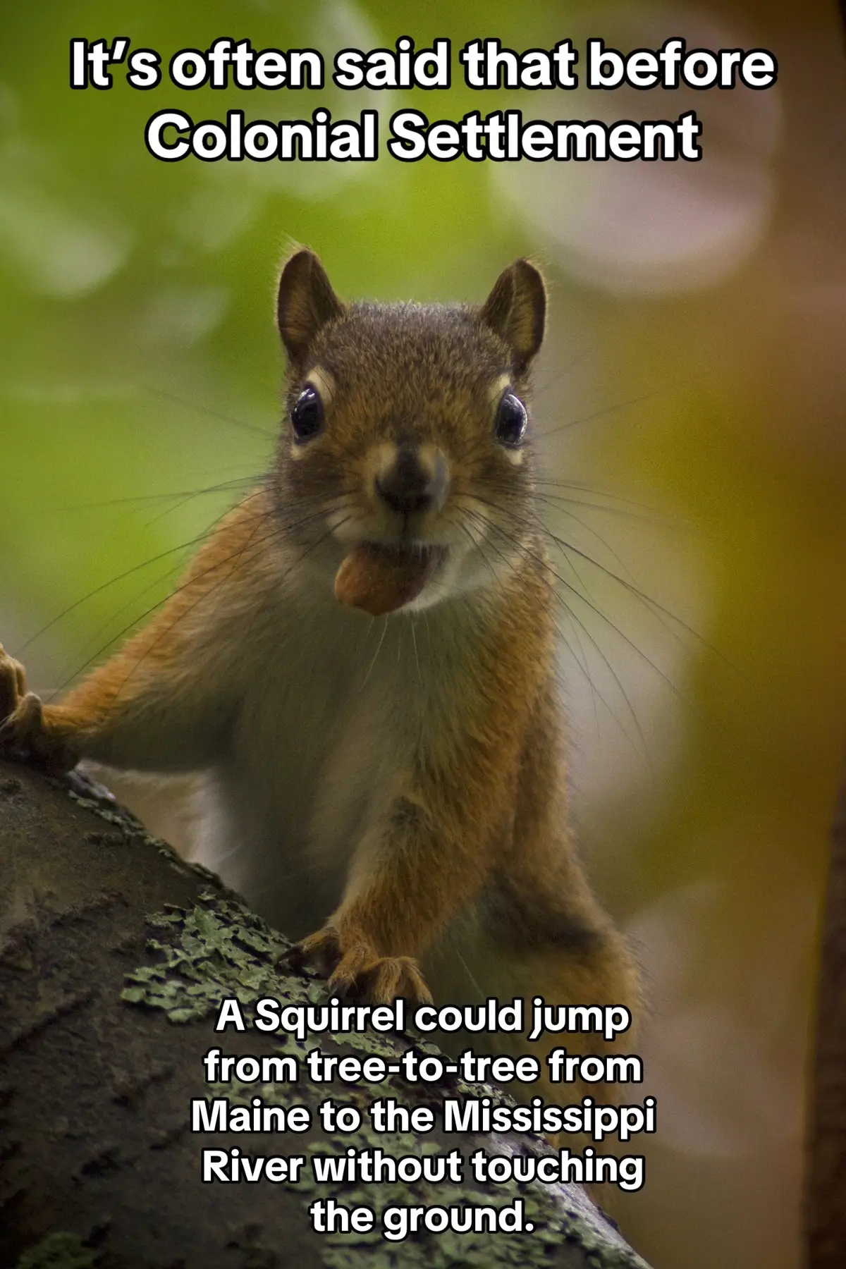 #interesting #americanhistory #history #nature #squirrel