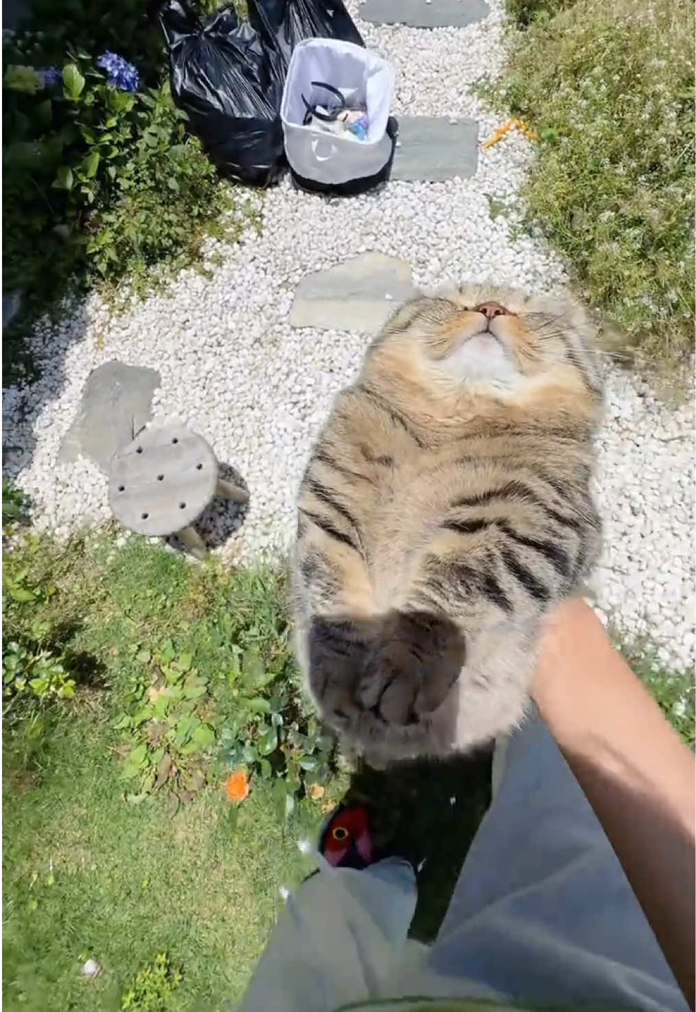 沒道理啊，明明很可愛嗎#cat #cutecat #funnycat #kitty #catsoftiktok 