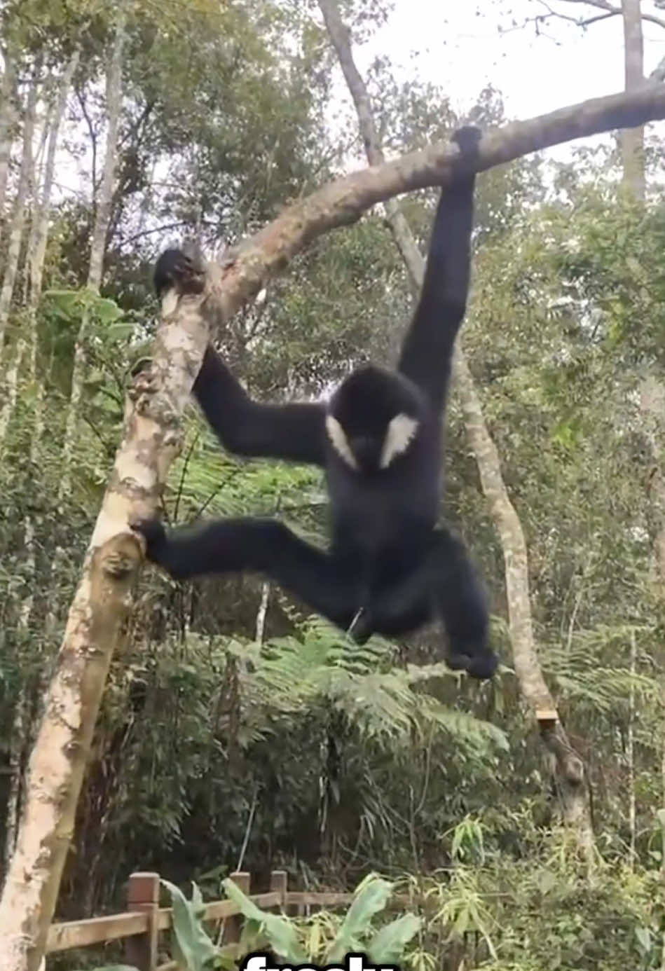 The gentle gibbon #tiktok #foryoupage #animals #wildlife #monkey 