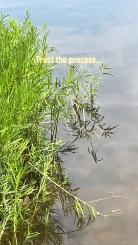 #trusttheprocess #life #spiritual #dragonfly #fyp