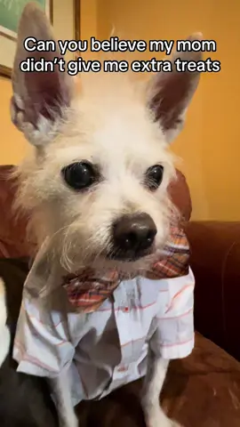 #buddythepupfluencer #nevertoomany #moretreatsforbuddy #dogsinbowties
