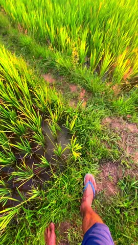 ອ້າຍຄົງສູ້ເຂົາບໍ່ໄດ້ດອກ #สตอรี่_ความรู้สึก😔🖤🥀 #วิวบ้านนอก🍃 #ทุ่งนา☀️☀️ #ท้องฟ้า #🌾🌾 #fyp #เธรดเพลง #🌿🌿 