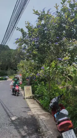 cuối tuần đalat #xedulichdalat #phutouristsanmaydalat #xuhuongtiktok2025 