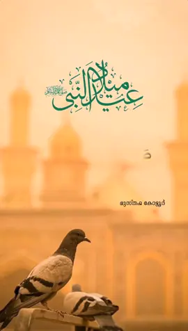 റബീഅ്ന് സ്വാഗതം #നബിദിനം #ആശംസകൾ #islamicspeech #എല്ലാവരോടുംസ്നേഹംമാത്രം💞💞💞 