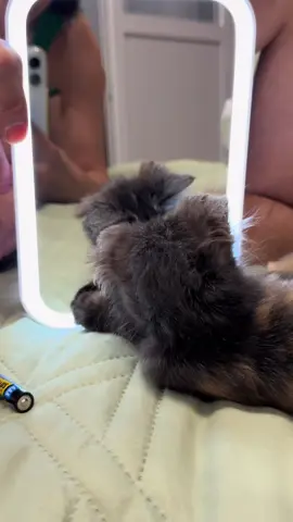 #мантис #котенокпоименигав #котикизахватчики #мими 