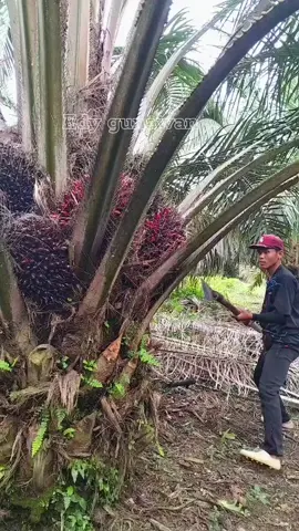 kulisawit kampung 🌴🌴