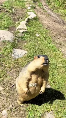 #groundhog #pet #animal #cute 