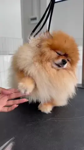 ง่วงทุกกิจกรรม  #ปอมเมอเรเนียน #pomeranian #dog #dogsoftiktok #dogmom 