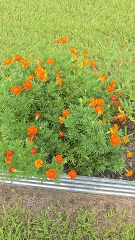My Marigolds are so beautiful 🧡✨️