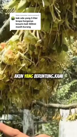 Membalas @taninusantara5 #pupukboosterdurian #boosterdurian #pupukperangsangbuah #petanidurian #durian 