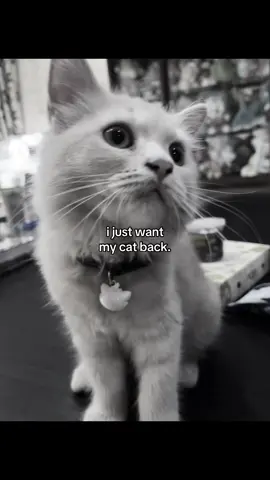 ohh cika… i miss u #cat #foryoupage#fyp