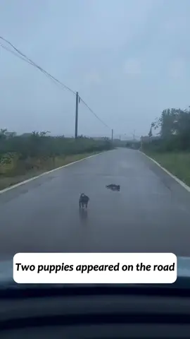 The puppy stayed on the roadside to guard its companion who had died in the accident, persistently trying to alert passersby to the situation.#Love #rescue #puppy #puppytiktok #dog 