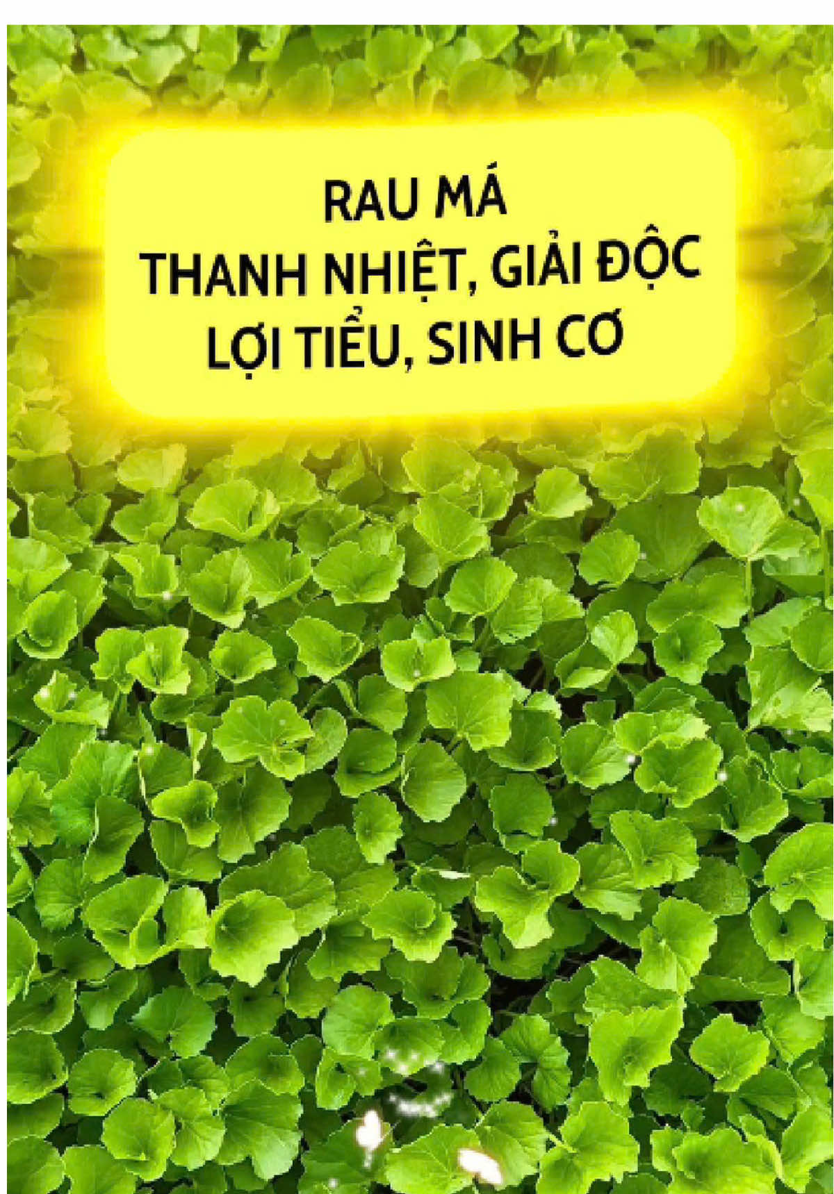 Rau má thanh nhiệt, giải độc…#caythuocvietnam #dongy #mebimsua #caythuoc #xh 