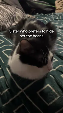 Girl cat vs Boy cat energy 😂😂  #toebeans #loafcheck #catsoftiktok #foryoupage #differentbreed 