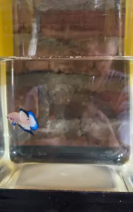 Junior 3 bulan 🥳#bettaindonesia🇮🇩 #bettafish #bluerim 