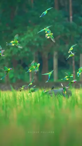PlumHead in Wildlife #fyp #foryou #everyone #fypシ゚viral #million 
