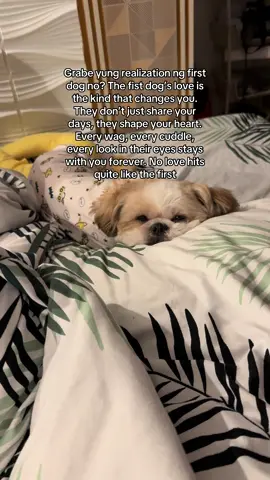 Iloveyou sammy🥹❤️#sammyandfurmily #furmomlife #sammylicious #shihtzuoftiktok #shihtzupuppy 