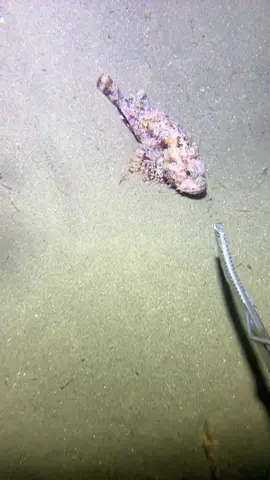 Diving at the bottom of the sea