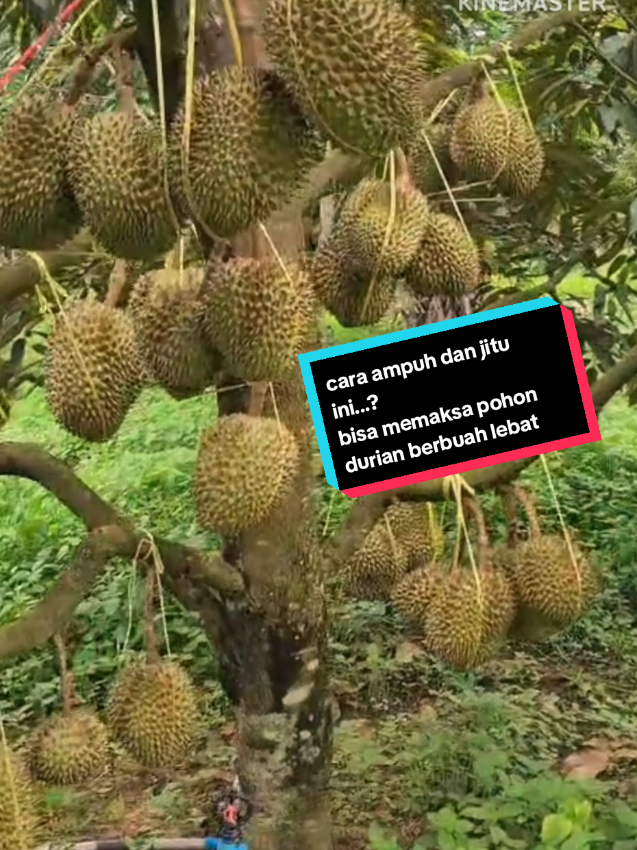 cara ampuh memaksa pohon durian berbuah lebat,  #durian #petanimuda #pupuk #petaniindonesia🇮🇩🇮🇩🇮🇩🌿🌿 #durianlover 