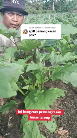 Membalas @oloansopar  cara pemangkasan tunas terong#pruning#tunasair#terong#petanimuda #petaniindonesia🇮🇩🇮🇩🇮🇩🌿🌿 