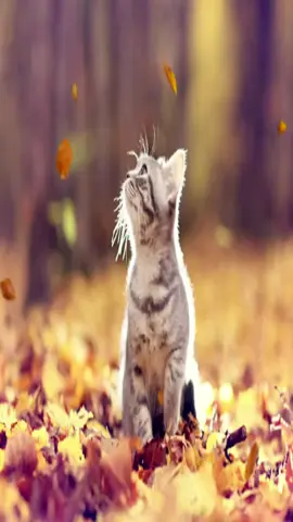 #fall #cat 