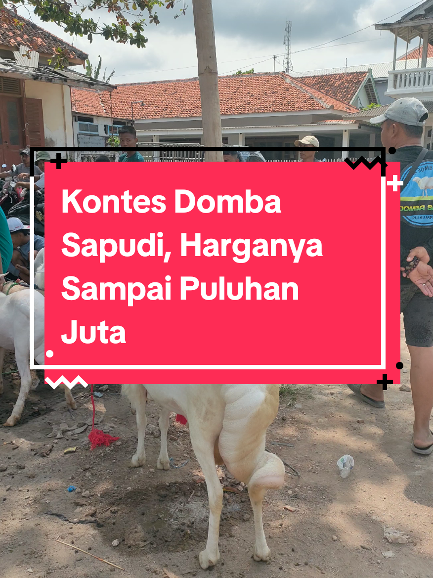 Kontes Domba Sapudi menjadi ajang bergengsi di Kabupaten Sumenep. kegiatan ini diselenggarakan oleh Komunitas Pecinta Domba Sapudi dalam rangka memeriahkan HUT RI Ke-80. Tujuan utama kegiatan ini adalah untuk menunjukkan kepada publik tentang potensi ternak kambing domba sapudi yang harganya bisa mencapai puluhan juta rupiah. Domba ini cocok dijadikan kontes di kancah Nasional. karena memiliki ekor yang besar dan panjang. Masyarakat sapudi diminta agar tetap melestarikan domba sapudi supaya  punah. Melalui komunitas ini semoga domba sapudi dikenal ke penjuru dunia dan akan menjadi icon selain sape podey. #dombasapudi #fyp #sapudiviral #viral #kontes 