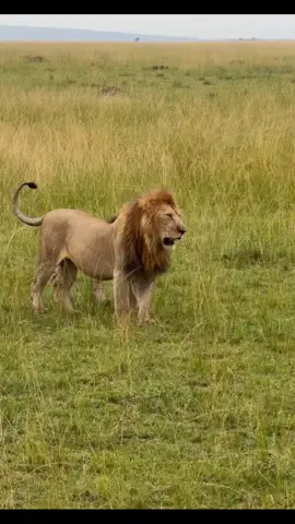 #justiceforlorkulup #lion #justiceforolobor #fyp #wildanimals 