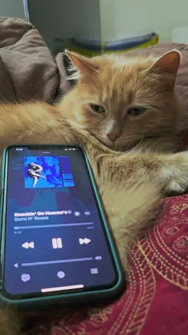 Guns N' Roses - Knockin' on Heaven's Door #foryou #gunsnroses #fyp #gunsnroses🌹🔫 #catlovers 