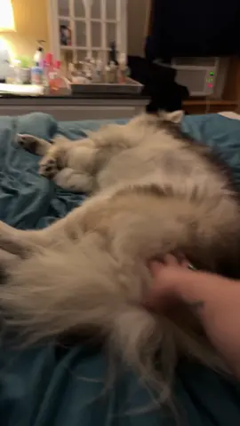 Gives me sliver of the bed only. #huskylife 