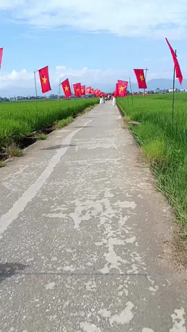 cánh đồng mường thanh
