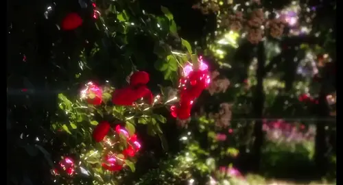 Mùa hè trong em #Summer #hoahong #rose #chill #niemchn_26 