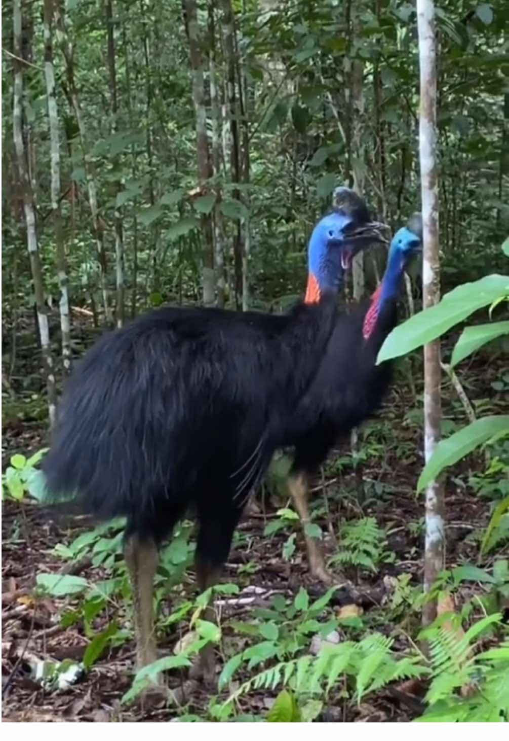 Penampakan burung kasuari di hutan pedalaman Papua 🌿🦤 Burung langka ini dikenal sebagai salah satu burung paling berbahaya di dunia, namun sejatinya pemalu dan berperan penting menjaga keseimbangan ekosistem hutan. Mari kita jaga bersama kelestariannya ✨ #BurungKasuari #Papua #SatwaLangka #HutanPapua #KekayaanAlamIndonesia     