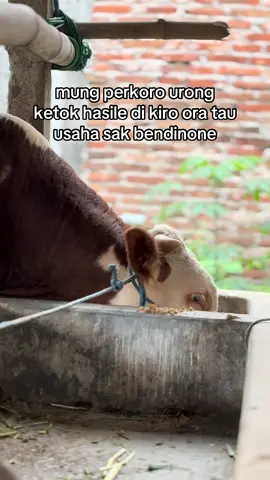 #fyp #sapi #peternakmuda #bosmuda 