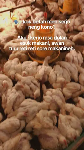 Kon ra betah pie kerjo akeh turune😂😂 #fyp #peternakmuda #ayambroiler #chiken #kandangclosehouse #kandangrak #viral 